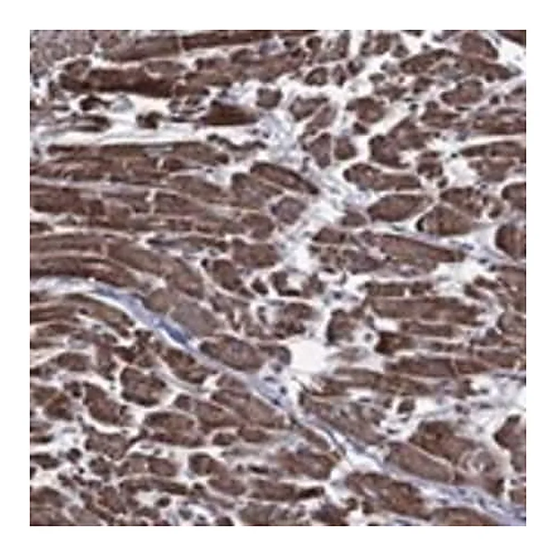 Merck Anti-HTD2 antibody produced in rabbit