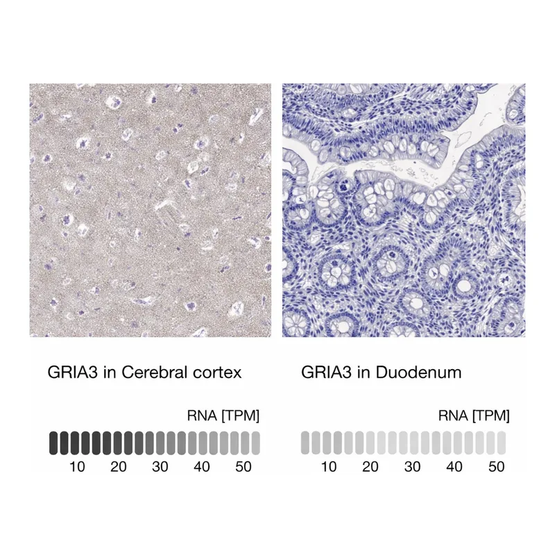 Merck Anti-GRIA3 antibody produced in rabbit