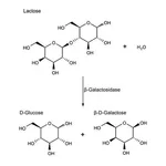 Merck beta-Galactosidase from Escherichia coli