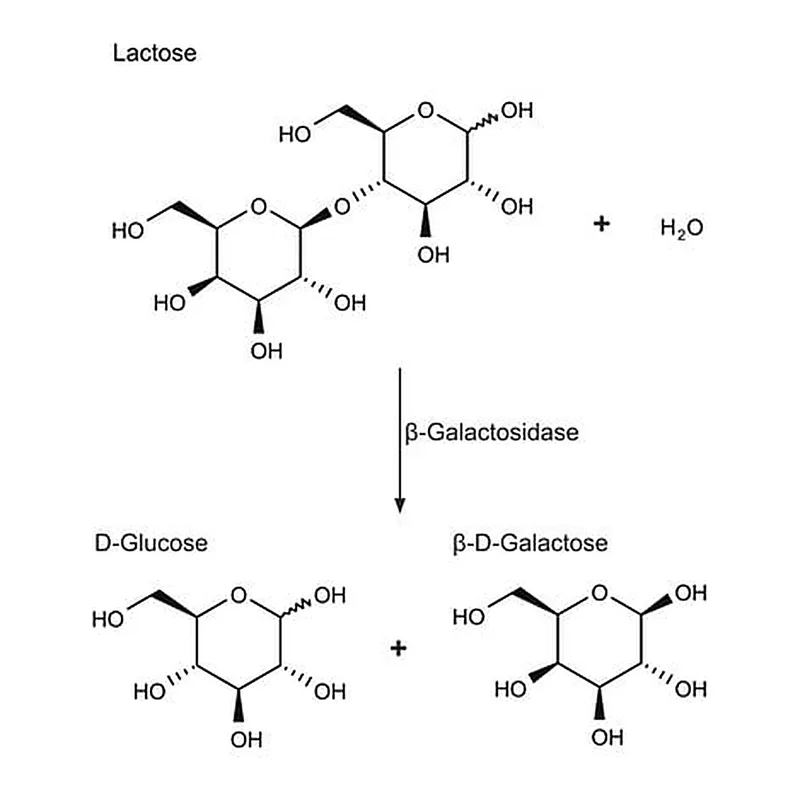 Merck beta-Galactosidase from Escherichia coli