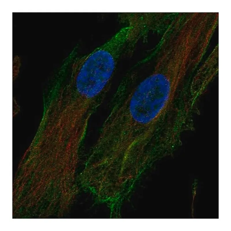 Merck Anti-HTRA1 antibody produced in rabbit