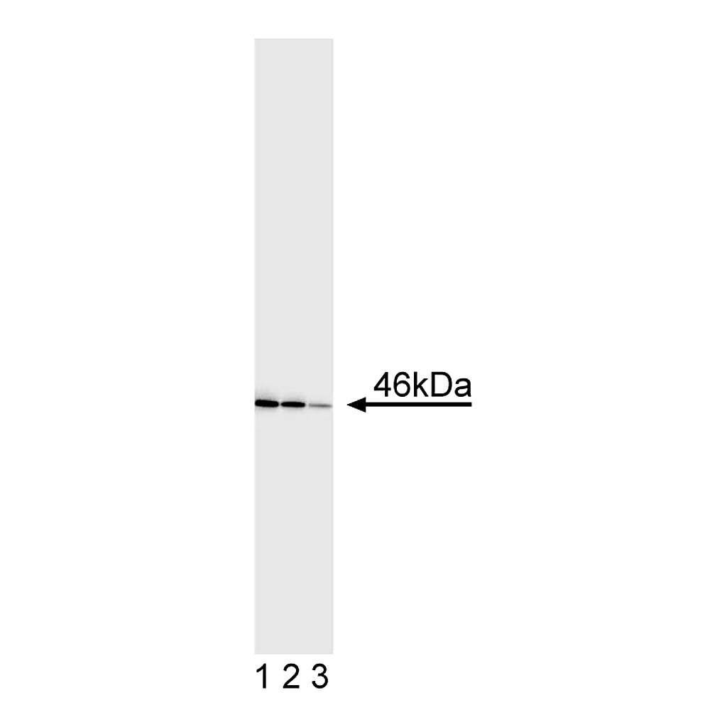 BD Purified Mouse Anti-Human JNK1/JNK2