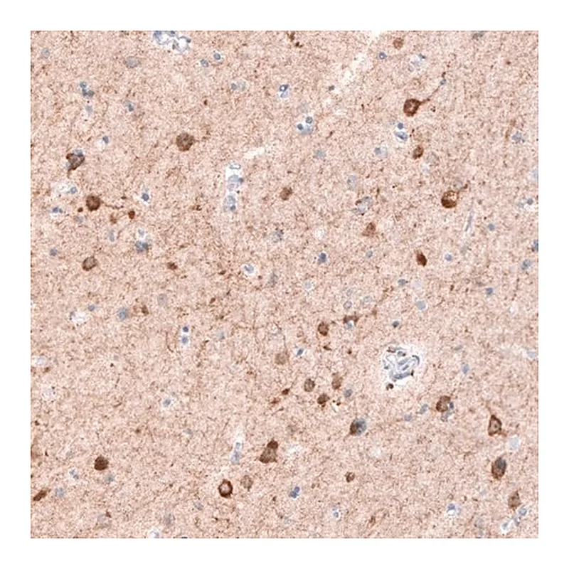 Merck Monoclonal Anti-CDKL5 antibody produced in mouse