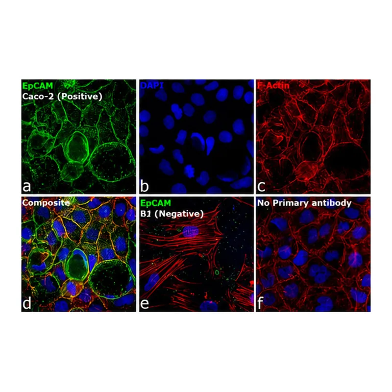 Thermo Fisher Scientific Rabbit anti-Mouse IgG (H+L) Secondary Antibody, FITC