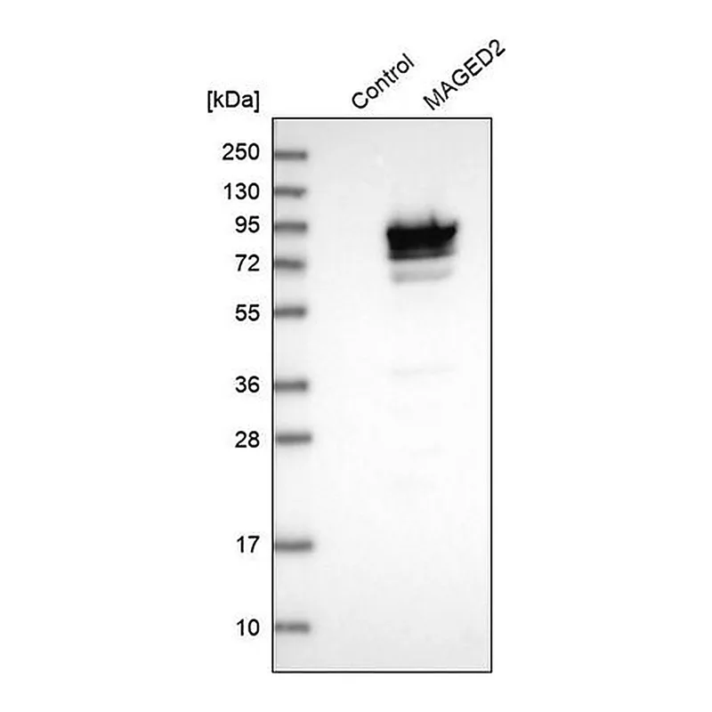 Merck Anti-MAGED2 antibody produced in rabbit