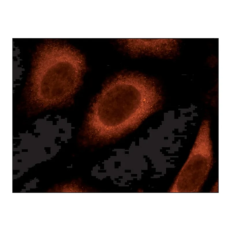 Merck Anti-Rab8 antibody produced in rabbit