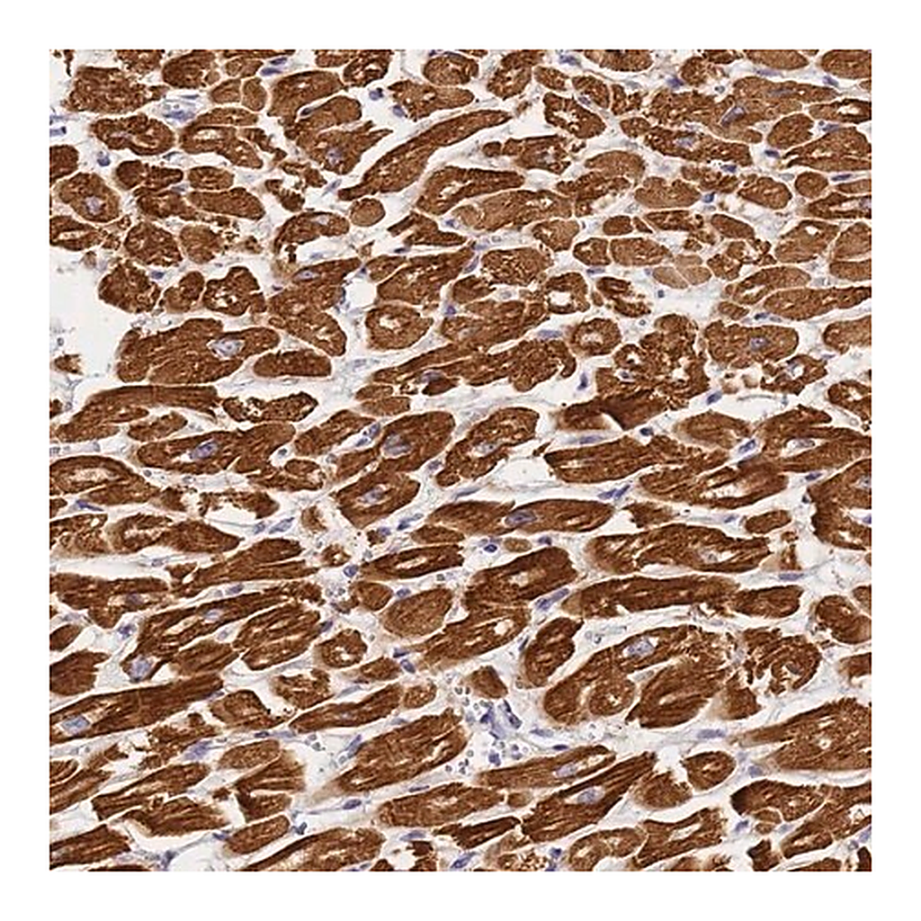 Merck Anti-MYL2 antibody produced in rabbit