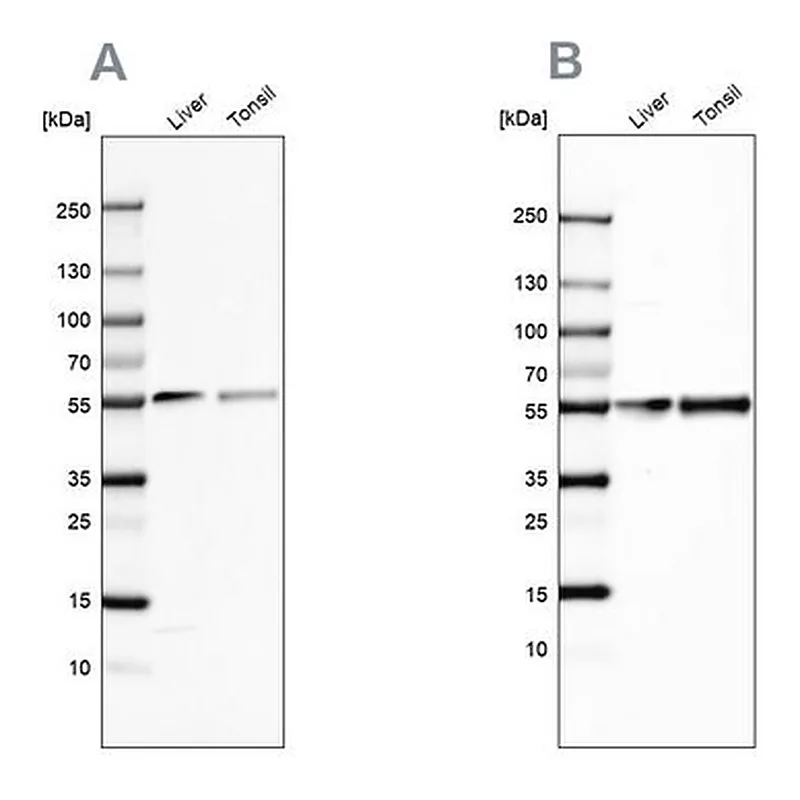 Merck Anti-GC antibody produced in rabbit