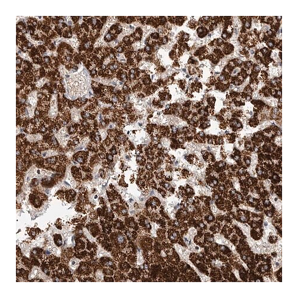Merck Anti-RNF217 antibody produced in rabbit