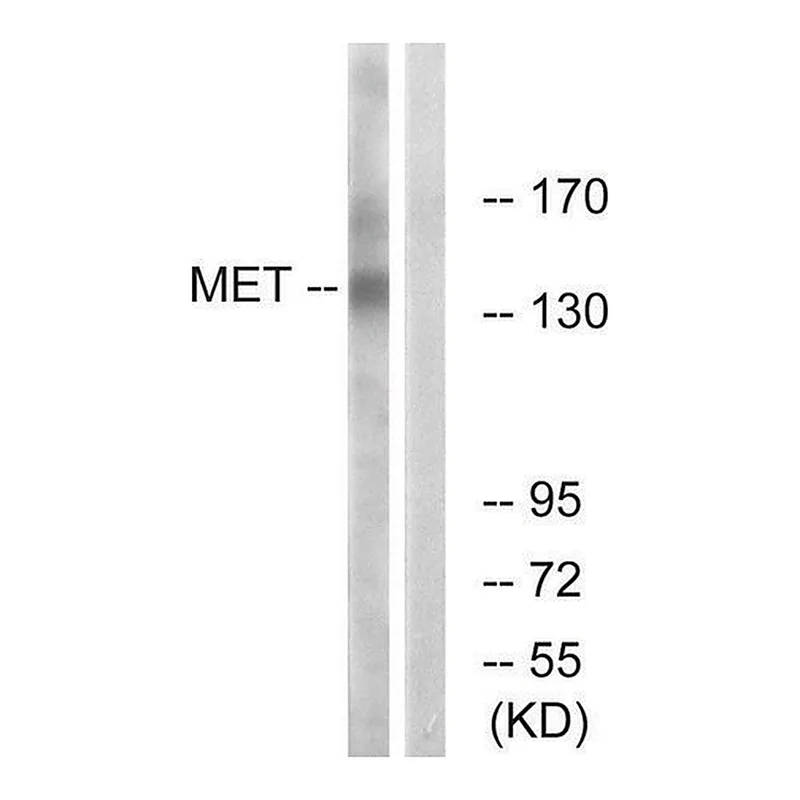 Merck Anti-MET antibody produced in rabbit
