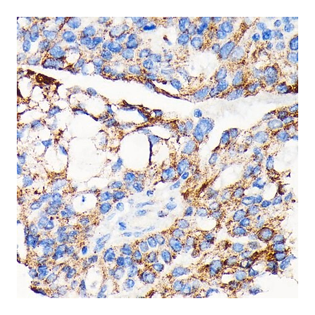 Merck Anti-AIF antibody produced in rabbit