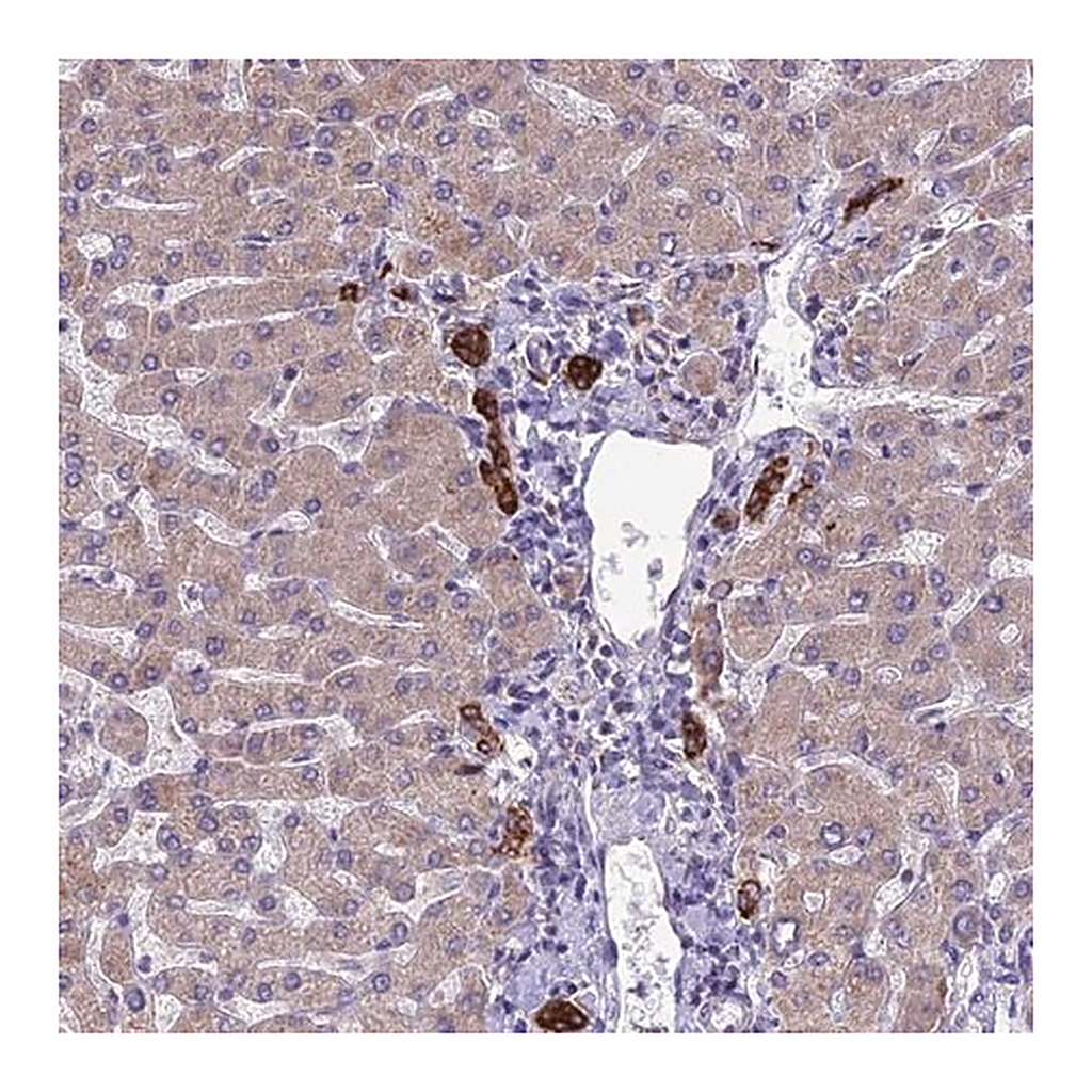 Merck Anti-RPS26 antibody produced in rabbit