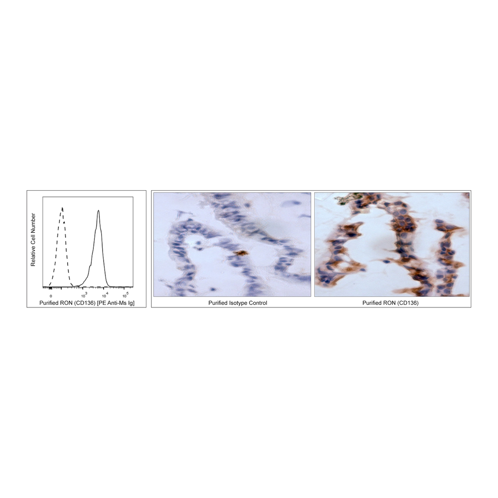 BD Purified Mouse Anti-Human RON (CD136)