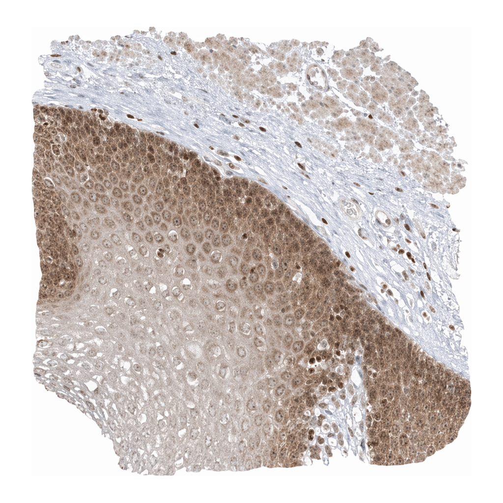 Merck Anti-TBC1D2 antibody produced in rabbit