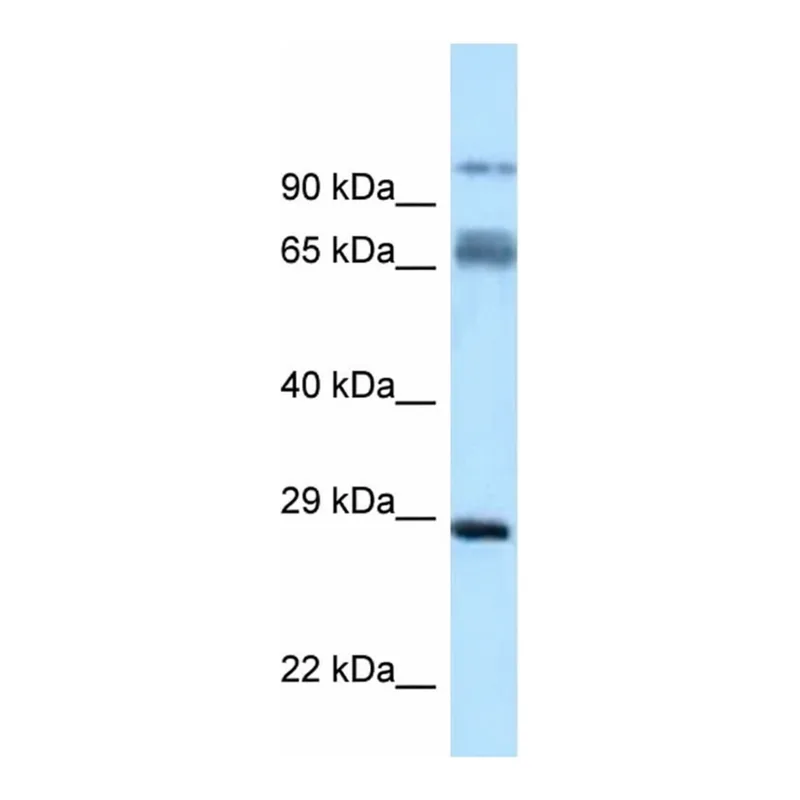 Merck Anti-PRRT1 antibody produced in rabbit