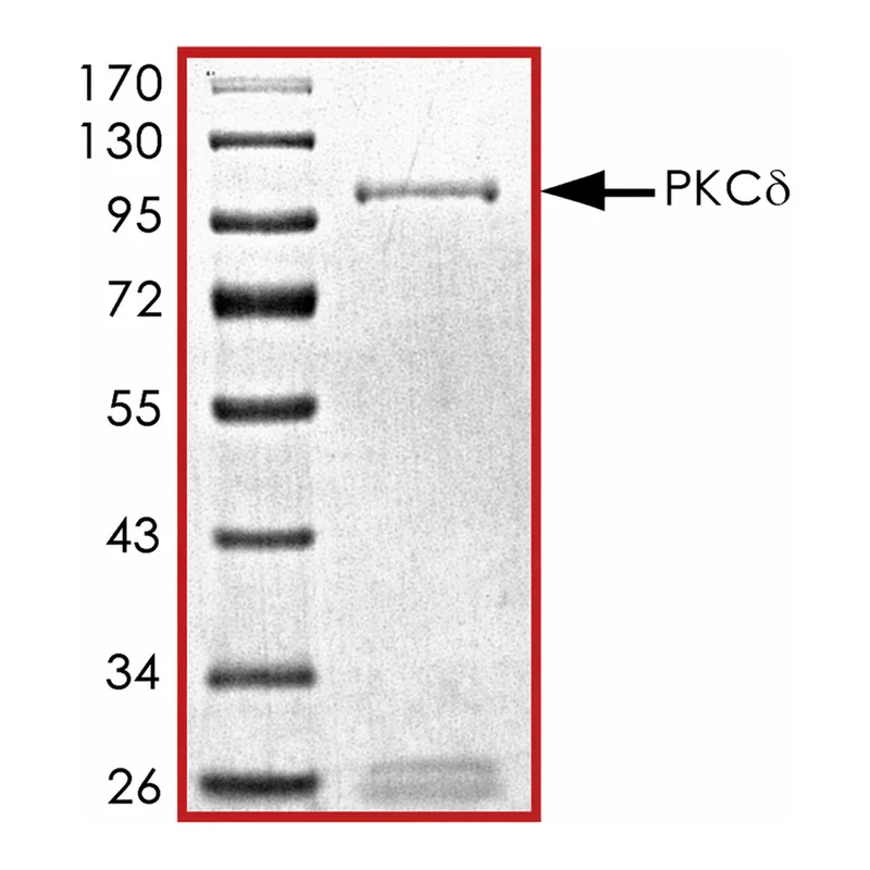 Merck PKC-delta, active, GST tagged human