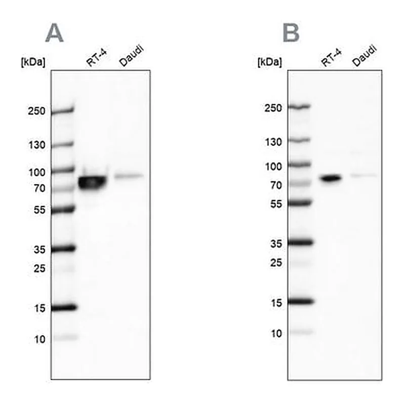 Merck Anti-DDX3X antibody produced in rabbit