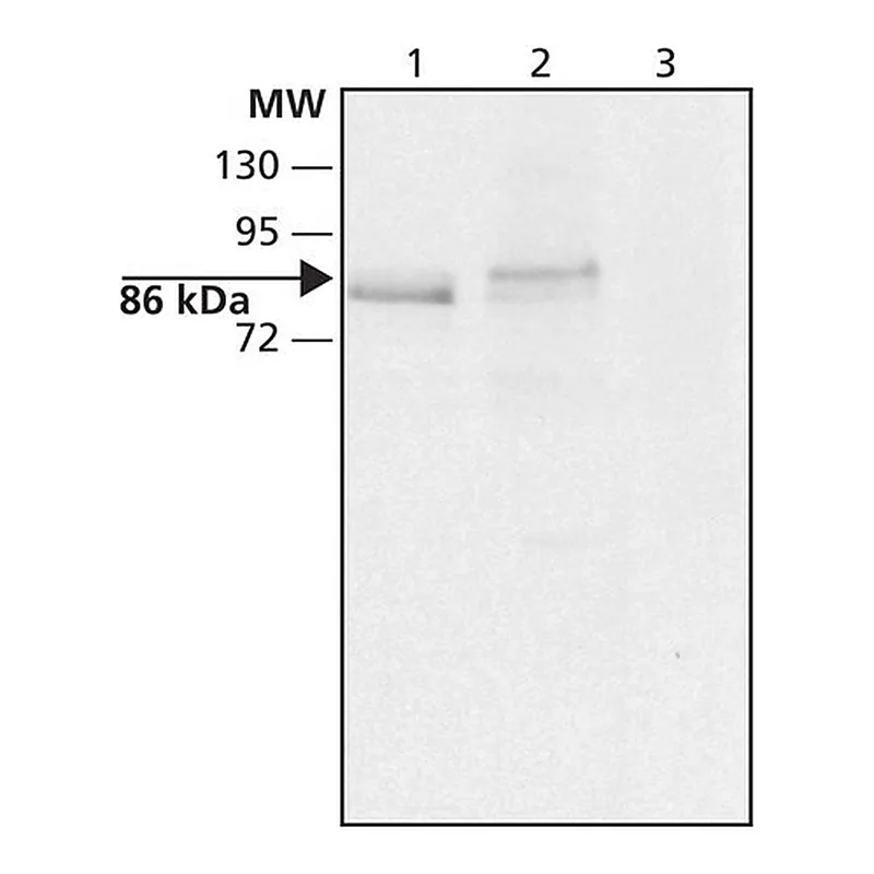 Merck Anti-DYRK1A (N-terminal) antibody produced in rabbit