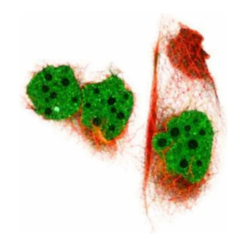 Merck Anti-RANBP9 antibody produced in rabbit