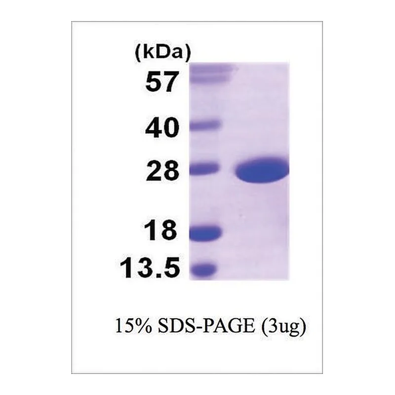 Merck SOD-A from bacteria