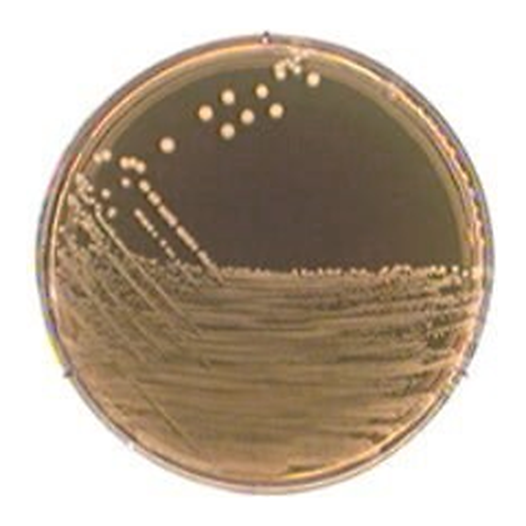 Merck M-17 AgarNutriSelect Basic