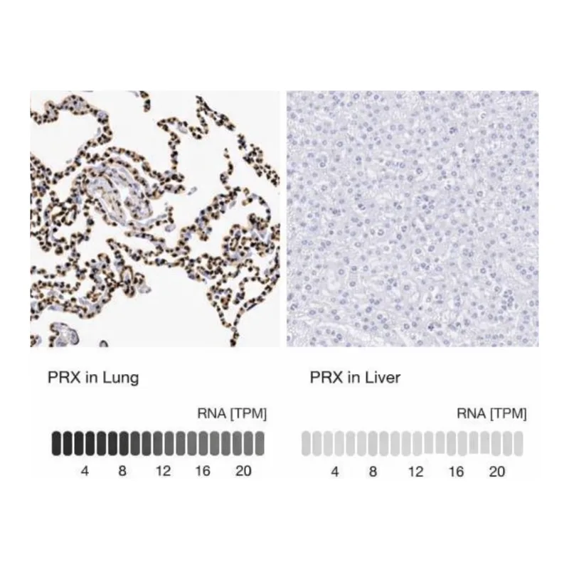 Merck Anti-PRX antibody produced in rabbit