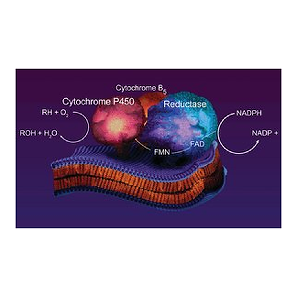 Merck CYTOCHROME B5