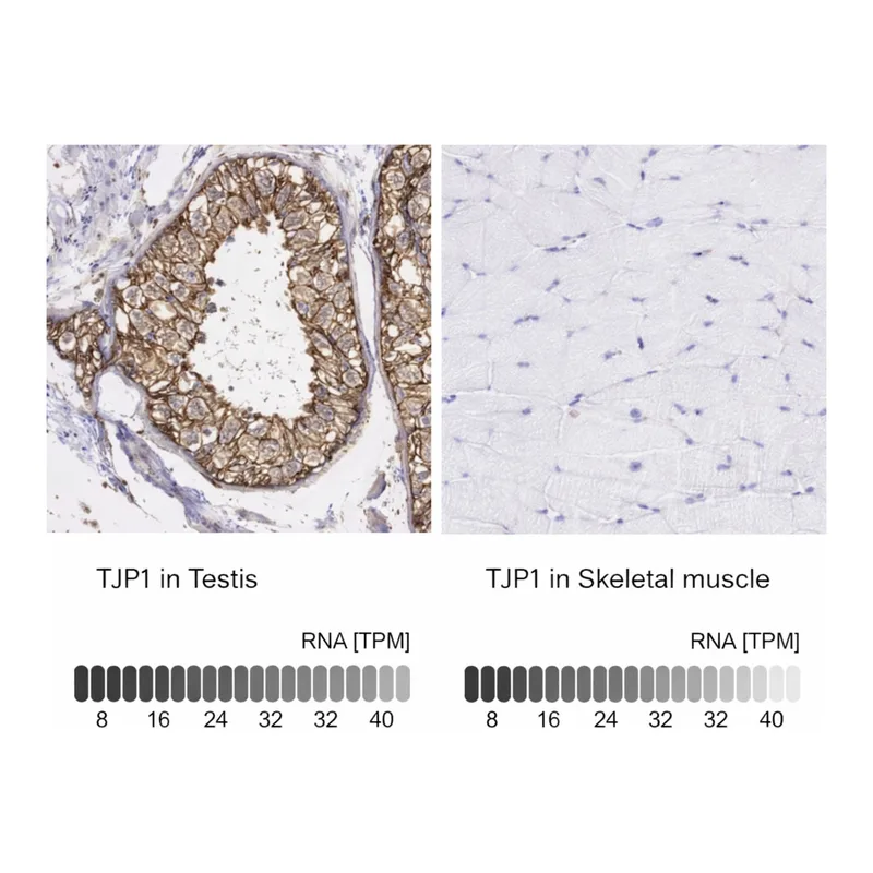 Merck Anti-TJP1 antibody produced in rabbit