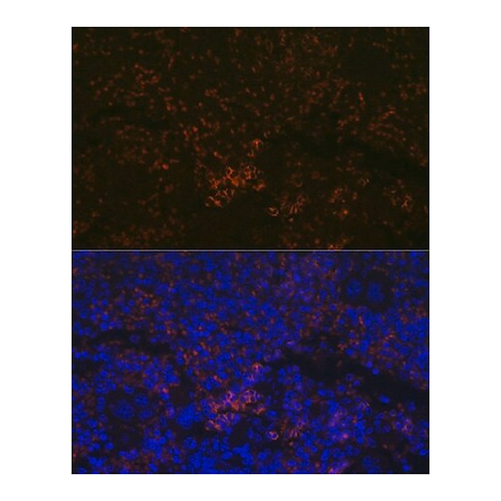 Merck Anti-CXCR3 antibody produced in rabbit