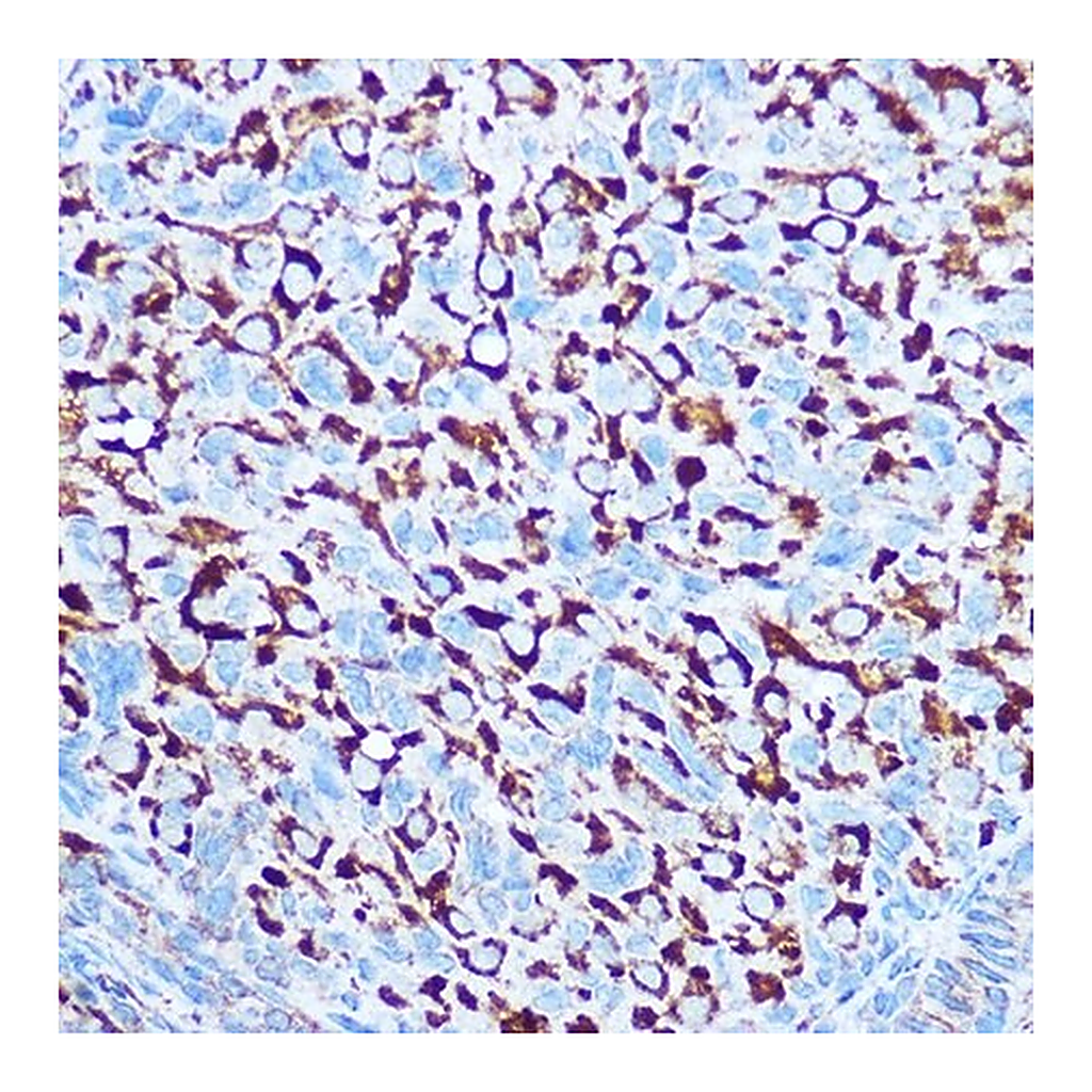 Merck Anti- CASP1 antibody produced in rabbit