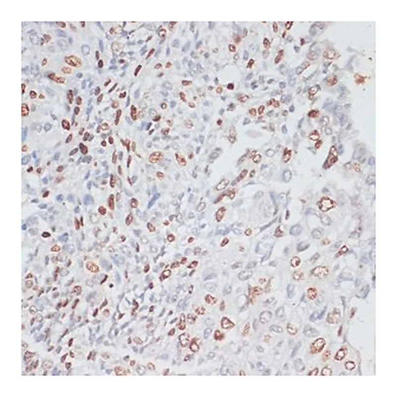 Merck ANTI-KI67 ANTIBODY PRODUCED IN RABBIT