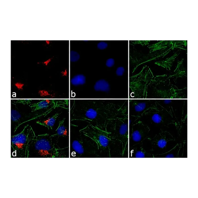 Thermo Fisher Scientific Goat anti-Rabbit IgG (H+L) Cross-Adsorbed Secondary Antibody, DyLight 550