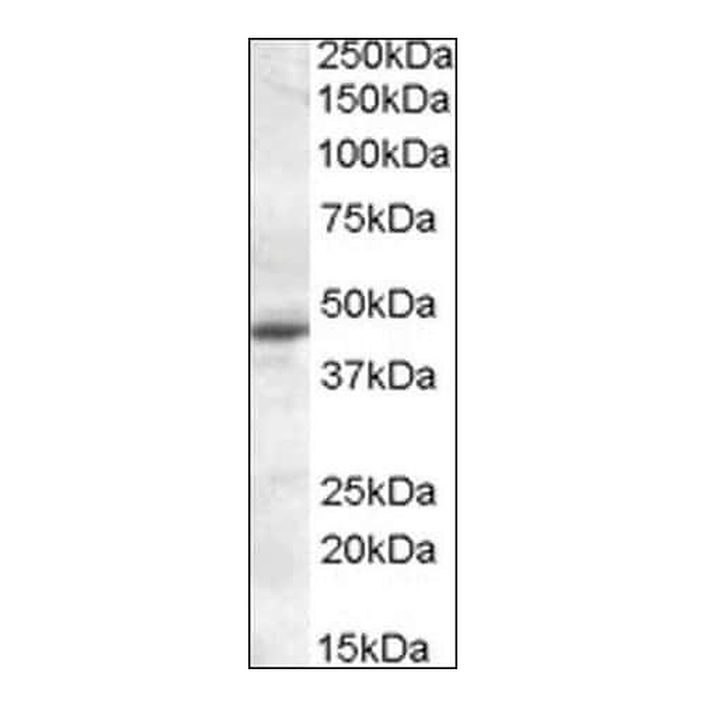 Merck Anti-MTNR1A antibody produced in goat