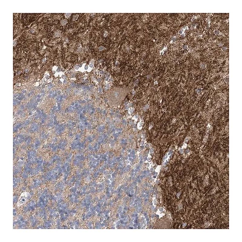 Merck Anti-TTYH1 antibody produced in rabbit