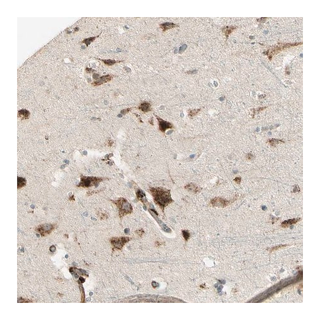 Merck Anti-NDFIP1 antibody produced in rabbit