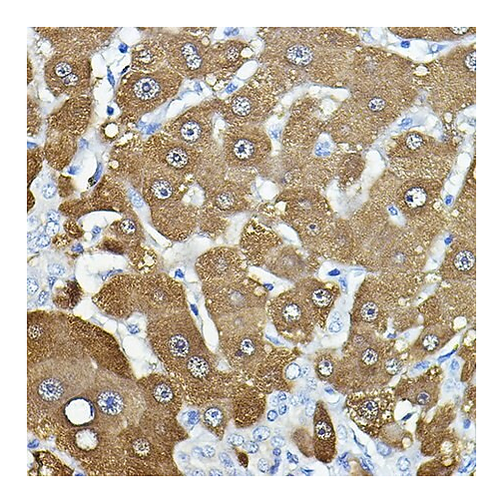 Merck Anti- NNMT antibody produced in rabbit