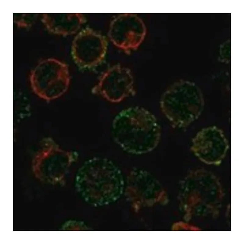 Merck Anti-ESRRB antibody produced in rabbit