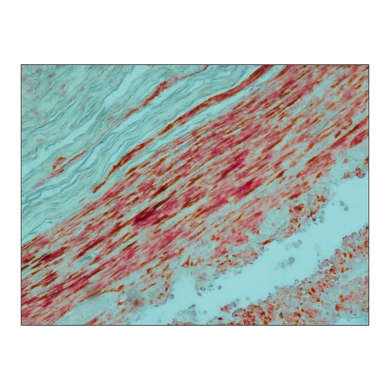 Merck Alkaline Phosphatase-Anti-Alkaline Phosphatase antibody produced in mouse