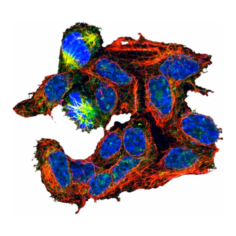 Merck Anti-RASSF4 antibody produced in rabbit