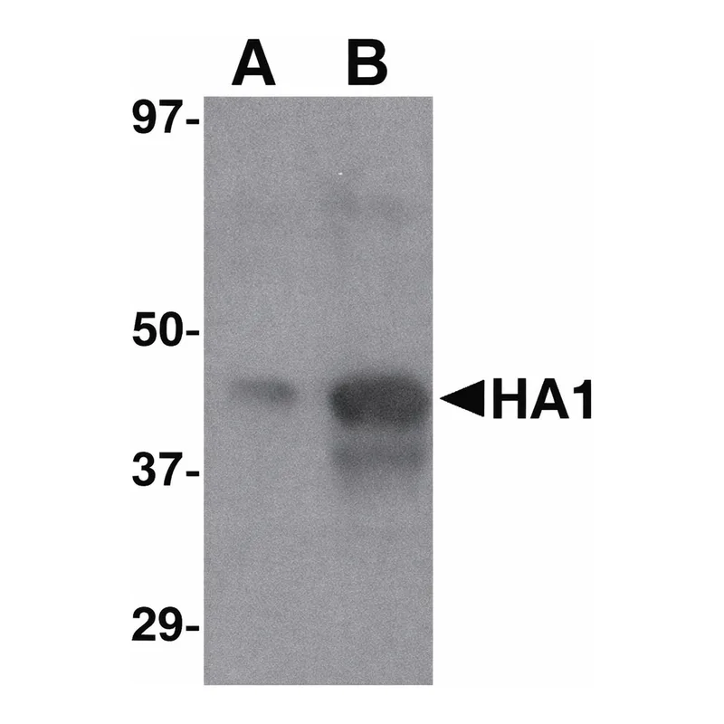 Merck Anti-Avian Influenza H5N1 Hemagglutinin (IN1) antibody produced in goat