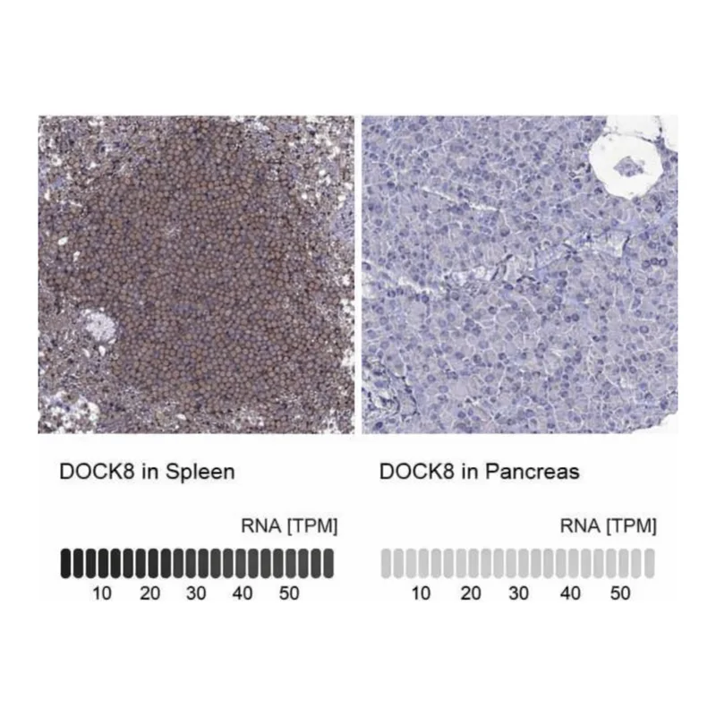 Merck Anti-DOCK8 antibody produced in rabbit