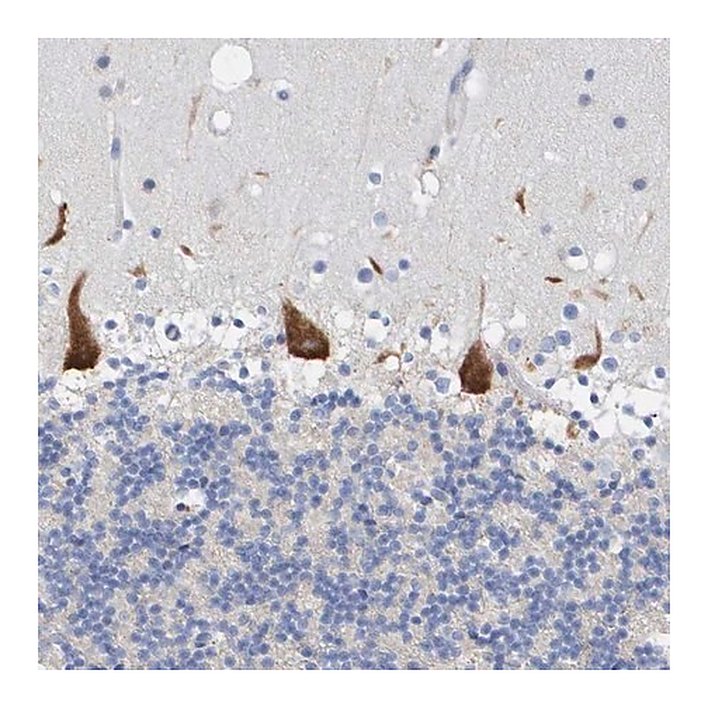 Merck Anti-TMEM126B antibody produced in rabbit