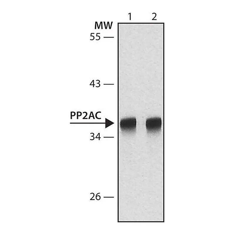 Merck Anti-PP2A, C subunit antibody, Mouse monoclonal