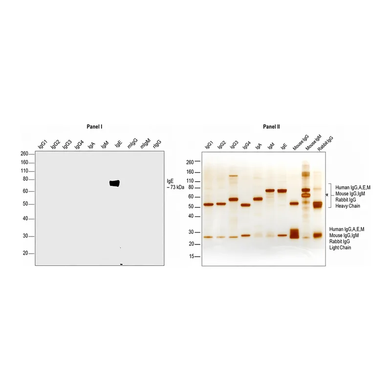 Thermo Fisher Scientific Goat anti-Human IgE Cross-Adsorbed Secondary Antibody, HRP