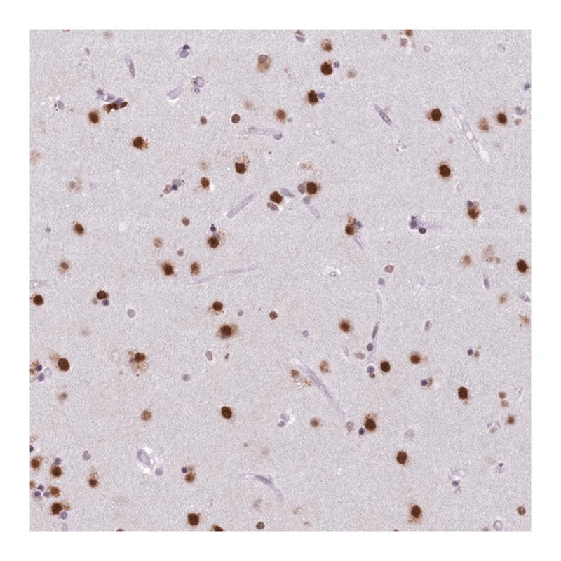 Merck Anti-Spire1 antibody produced in rabbit