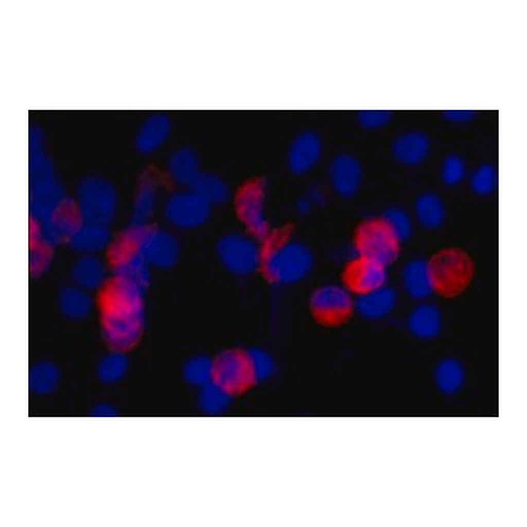 Merck ANTI-C-MYC ANTIBODY, MOUSE MONOCLONAL, &