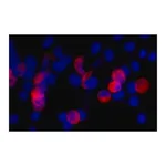 Merck ANTI-C-MYC ANTIBODY, MOUSE MONOCLONAL, &