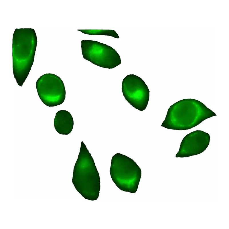 Merck Anti-Rab32 antibody produced in rabbit