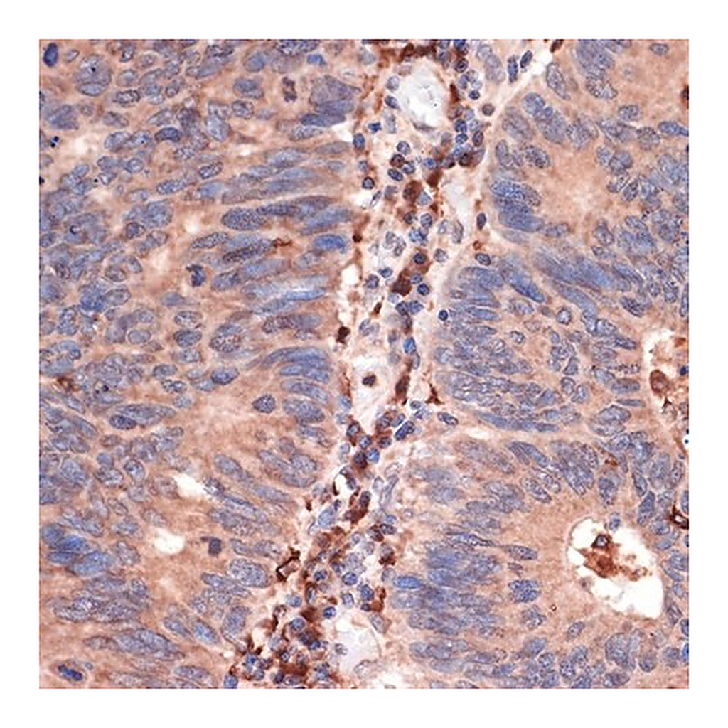 Merck Anti-CD74 antibody produced in rabbit