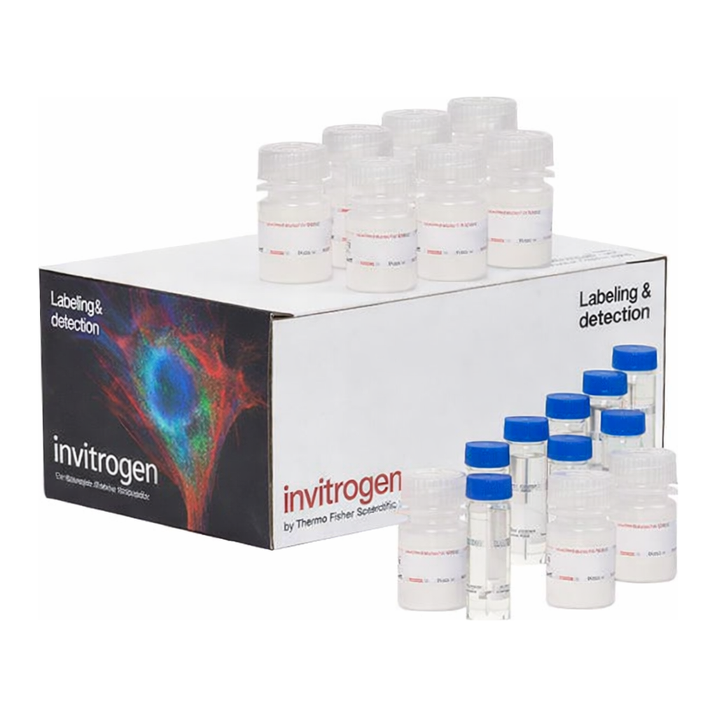 Thermo Fisher Scientific CyQUANT MTT Cell Viability Assay